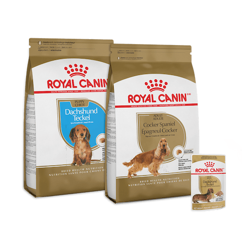 Hạt Royal Canin cho chó trưởng thành